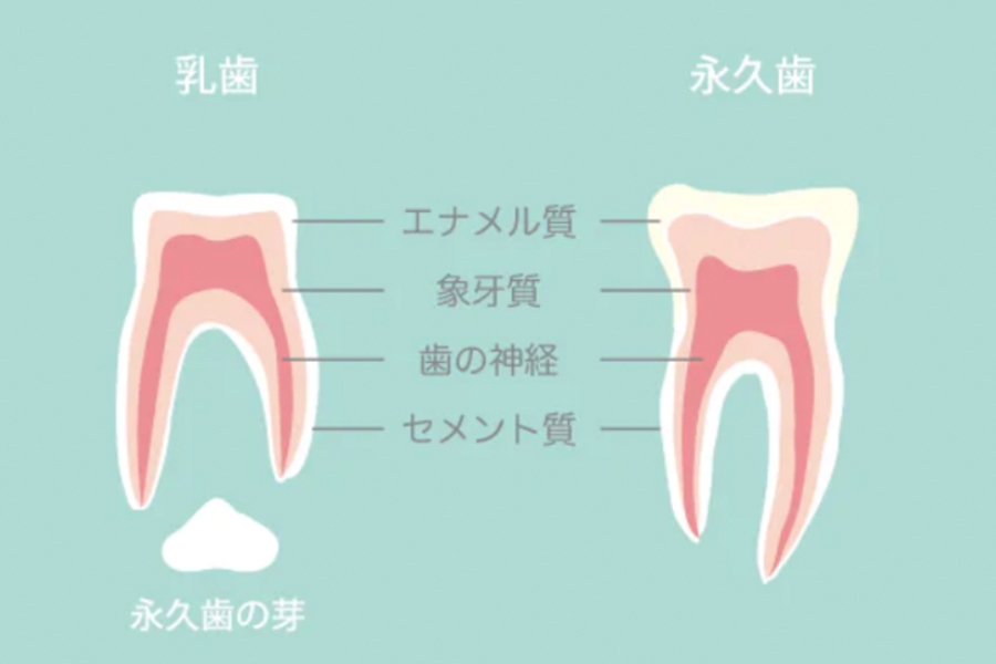 乳歯と永久歯の特徴の違いについて