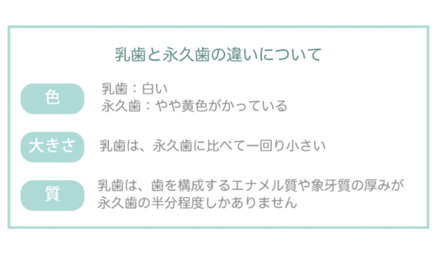 乳歯と永久歯の特徴の違いについて